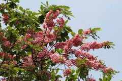 Cassia javanica